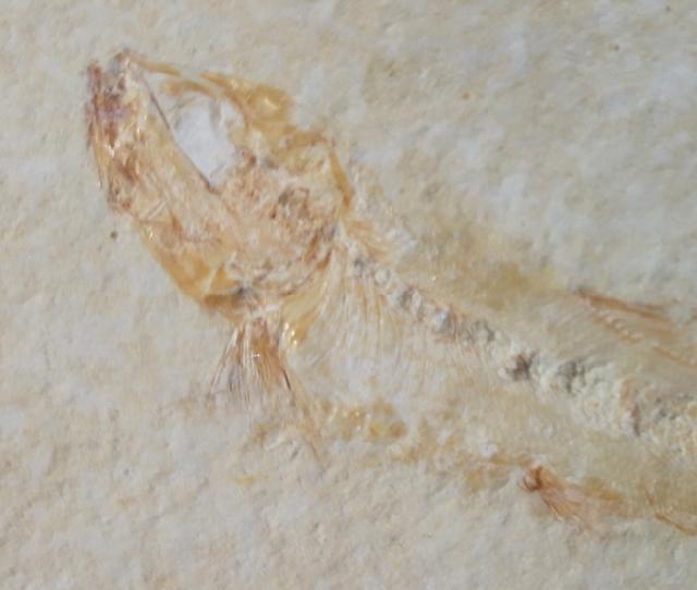 Ascalabos voithii MUENSTER 1839 - Bild &copy; FossNet FossilienStore